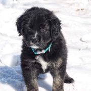 Border Collie, Golden Retriever, and Sporty Mix Puppies from Kreger's K9s