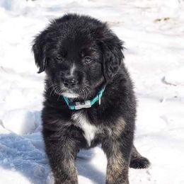 Border Collie, Golden Retriever, and Sporty Mix Puppies from Kreger's K9s
