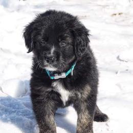Border Collie, Golden Retriever, and Sporty Mix Puppies from Kreger's K9s
