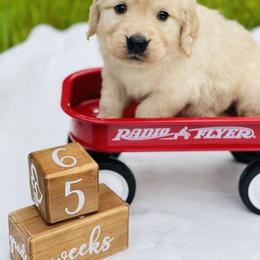 Golden Retriever Puppies from All shades Golden