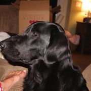 Flat-Coated Retrievers from Beachrunner Flatcoats