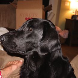 Flat-Coated Retrievers from Beachrunner Flatcoats