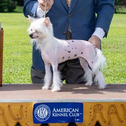 cheak - Chinese Crested