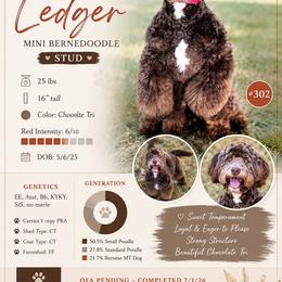 Ledger - Bernedoodle