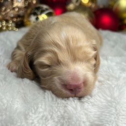 Apple Crisp - Cream male Dachshund puppy in Payette, Idaho from NT Mini Doxies