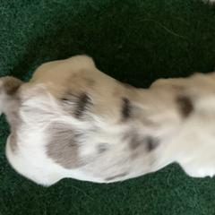 Aussiedoodles from Saving Grace K9 Training