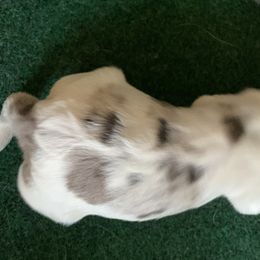 Aussiedoodles from Saving Grace K9 Training