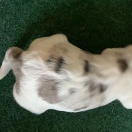 Aussiedoodles from Saving Grace K9 Training
