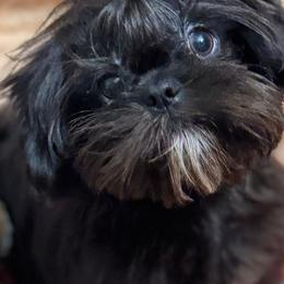 Cockapoos, Goldendoodles, and Shih Tzus from Dogue, where fashion meets fur