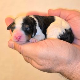 Boy 2 - Tri-color male Bernedoodle puppy in Blanco, Texas from Texas Hill Country Sheepadoodles & Bernedoodles