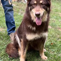 Hershey - German Shepherd