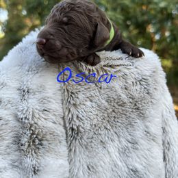 Goldendoodle Puppies from O’Doodle Clan Goldendoodles