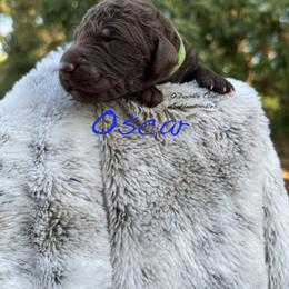 Goldendoodle Puppies from O’Doodle Clan Goldendoodles