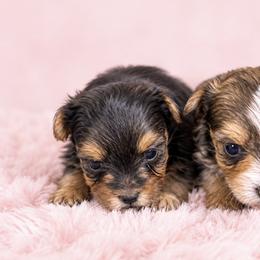 Maltese and Yorkshire Terrier Puppies from Maltese Dollhouse