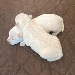 Girl 2 - White female West Highland White Terrier puppy in Idabel, Oklahoma from Ravens Nest Westies
