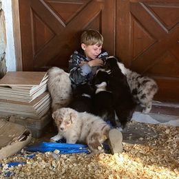 Australian Shepherd puppies from Soggy Bottom Farms