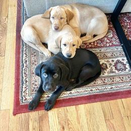 Labrador Retriever Puppies from Branley's Riverside Labradors