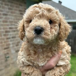 Devon - Apricot male Poodle puppy in Bedford, Texas from S.H.A.R.P.’s Toy Poodles