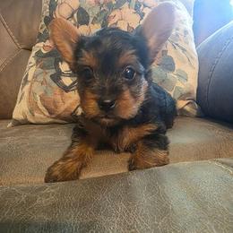 CHET (YELLOW) - Black and tan male Yorkshire Terrier puppy in Fayetteville, Tennessee from Mina's Yorkies