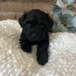 Boy 2 - male Schnoodle puppy in Mona, Utah from Lewis Family Schnoodles