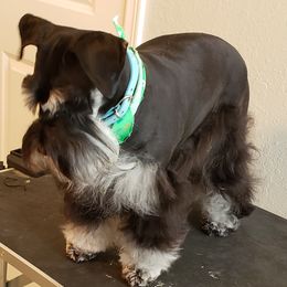 Lilly - Miniature Schnauzer