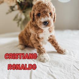 Cristiano Ronaldo - Apricot male Goldendoodle puppy in Jacksonville, Florida from First Coast Goldendoodles