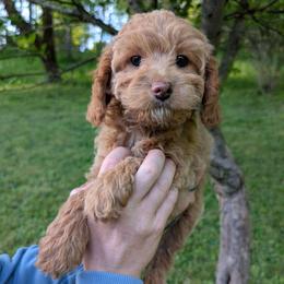 Bunny - Cream female Cavapoo puppy in Coshocton, Ohio from Forever Family Puppies