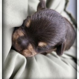 Poe - Liver male Miniature Schnauzer puppy in Saratoga Springs, Utah from Happy Beard Schnauzers