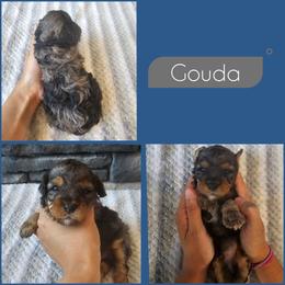 Gouda - Merle male Cockapoo puppy in Zanesville, Ohio from Southtown Doodles LLC