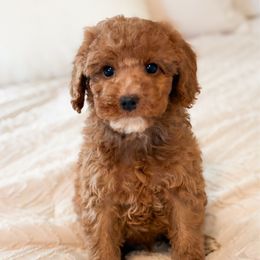 Chestnut - Red  male Goldendoodle puppy in Sallisaw, Oklahoma from Huddle Puppies