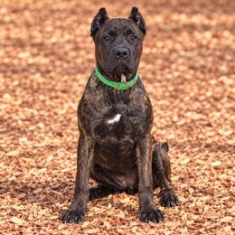 Green Collar Girl - AKC and ICCF - Keke x Fumo - Black brindle female Cane Corso puppy in Gorman, Texas from McOmber Country Kennels