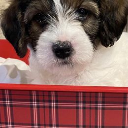 Labradoodles from gramsdoodles