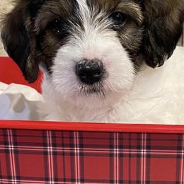 Labradoodles from gramsdoodles
