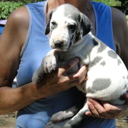 Bandit - Harlequin female Great Dane puppy in Glenville, New York from Red Oak Farm and Kennel