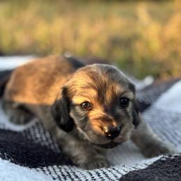 Shaded cream male - Cream male Dachshund puppy in Crestview, Florida from Neverending Dachies