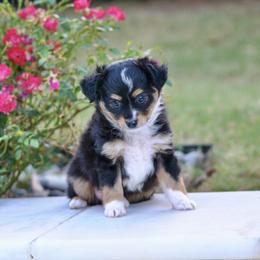 Carson - Black tri male Toy Australian Shepherd puppy in Bixby, Oklahoma from Roeboat Aussies