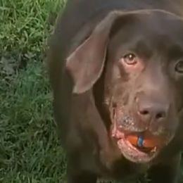 Zoey - Labrador Retriever