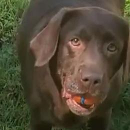 Zoey - Labrador Retriever