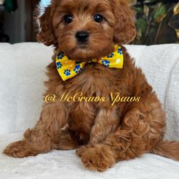 Little Bear - Red male Cavapoo puppy in Hesperia, California from McCraws N Paws