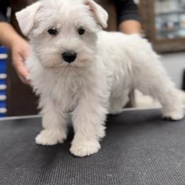 WF1 - White female Miniature Schnauzer puppy in Springdale, Arkansas from Rc Kennels