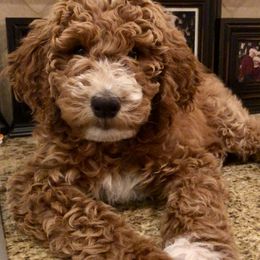 Bernedoodle and Goldendoodle Puppies from Colorado Springs Doodles