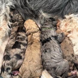 Nevada James - Merle male Saint Berdoodle puppy in Mesa, Arizona from Desert Bohunk Doodles and Branded Bullies