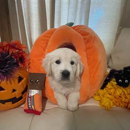 Louie - Light golden male Golden Retriever puppy in Ennis, Texas from Amberidge Golden Retrievers