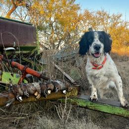 English Cocker Spaniel All Grown Up from Hawkeye Kennels