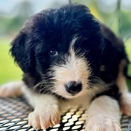 Bronc - White and black male Bordoodle puppy in Eastman, Georgia from Dood B Ranch