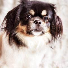 Tibetan Spaniel Puppies from Trillium Tibetan Spaniels