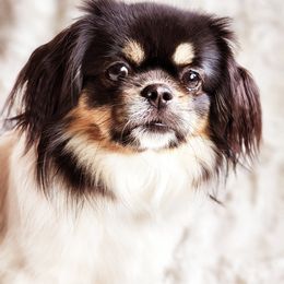 Tibetan Spaniel Puppies from Trillium Tibetan Spaniels