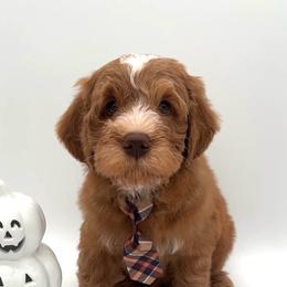 Cash - Red male Australian Labradoodle puppy in Denton, Texas from Dignity Labradoodles