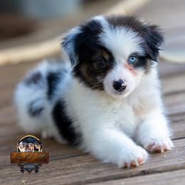 Jewel - Blue merle female Miniature American Shepherd puppy in Granbury, Texas from Best Little Aussies