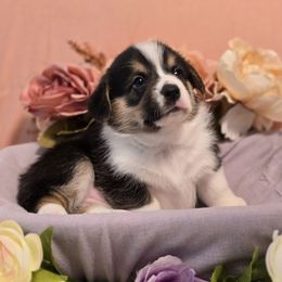 Jelly Belly - White and black male Pembroke Welsh Corgi puppy in Austin, Texas from Cutest Corgi's of Austin